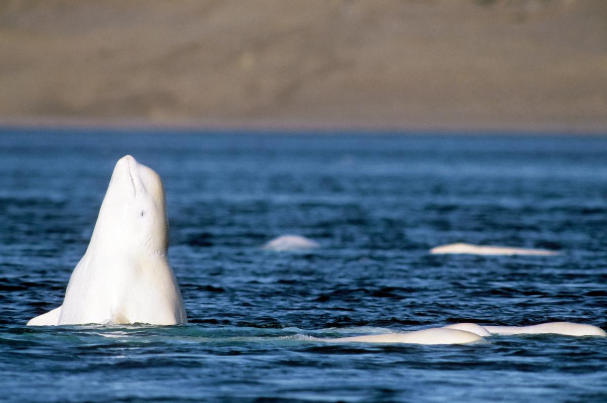 Online sales of Parks Canada merchandise will go to beluga whale conservation efforts this year.