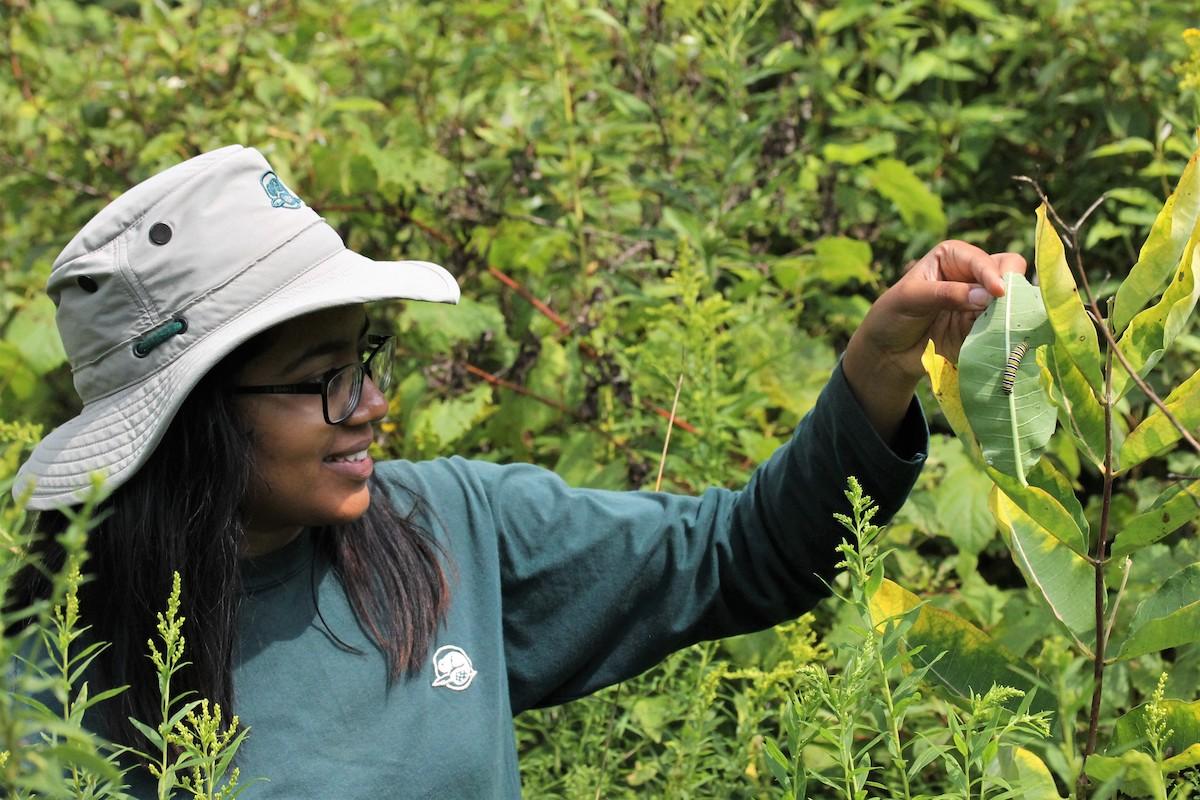 Parks Canada staff take stock of a caterpillar.