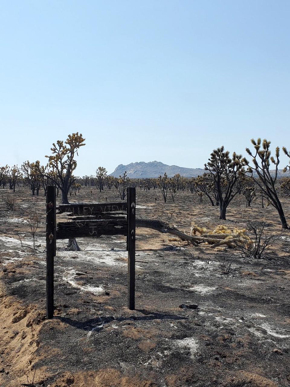 The Dome Fire did substantial damage to the Joshua tree forest in Mojave National Preserve/NPS