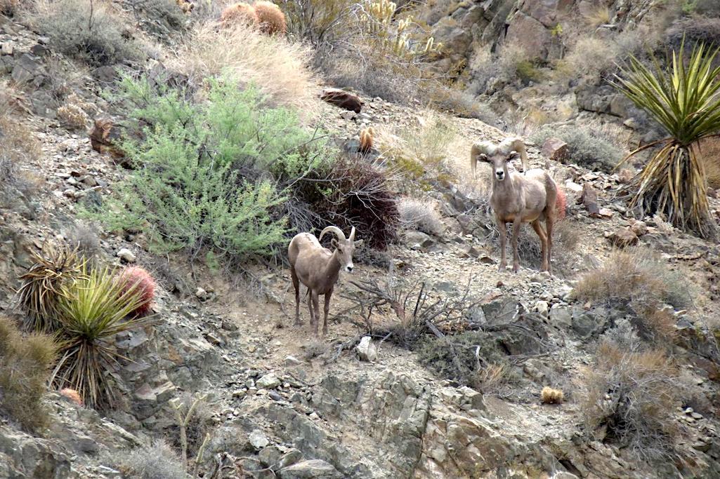  desert bighorn sheep ewe (left) and ram are observed in the Providence Mountains in the Mojave Desert in California.