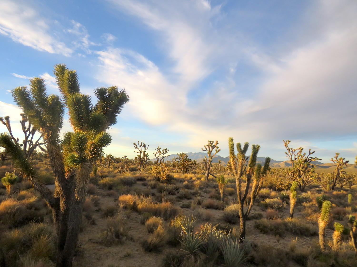 The Joshua tree forest was a magical place to explore before the Dome Fire/Hilary Clark