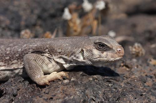 Desert Iguana in the Mojave Desert/David Lamfrom