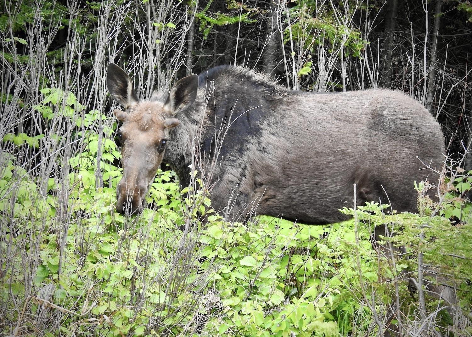 During a Lake Superior road trip in June, I spotted this young moose grazing by the Trans-Canada Highway west of Nipigon, Ontario. 