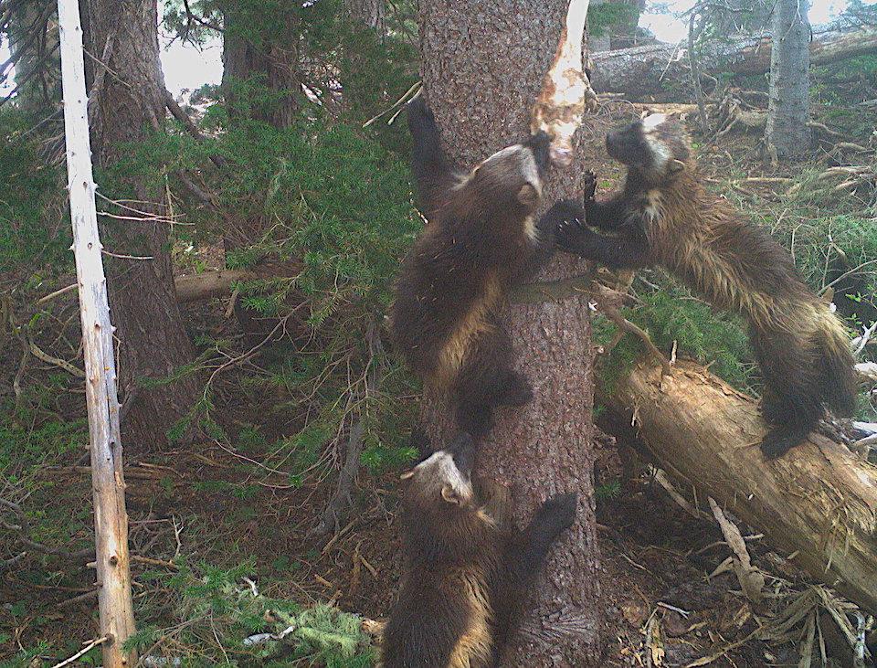 A wolverine and her two kits have been photographed in Mount Rainier National Park/Cascades Carnivore Project