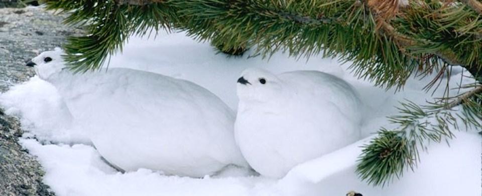 Conservation group is suing to force the U.S. Fish and Wildlife Service to determine whether nearly 300 species, including the White-tailed ptarmigan, need ESA protection/NPS