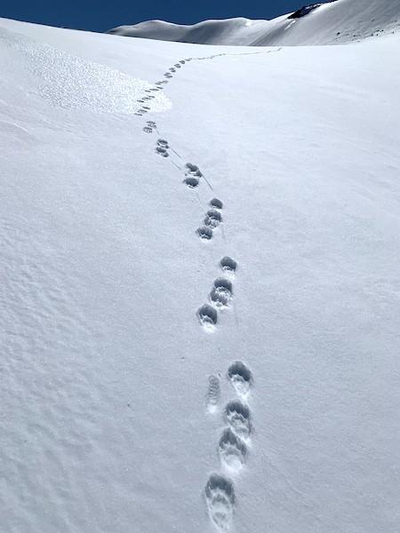 Wolverine tracks at Mount Rainier National Park/Cascades Carnivore Project