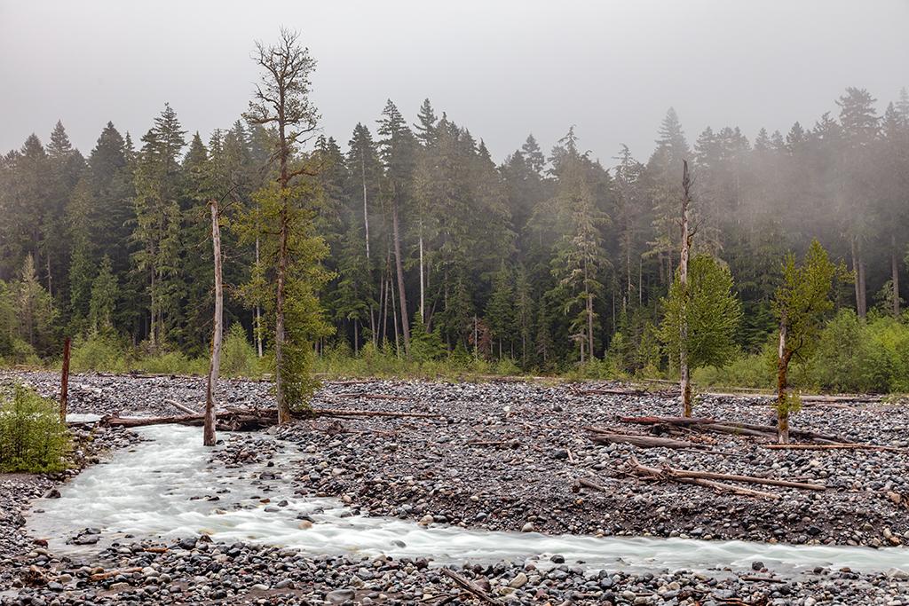The Nisqually River on a misty May day, Mount Rainier National Park / Rebecca Latson