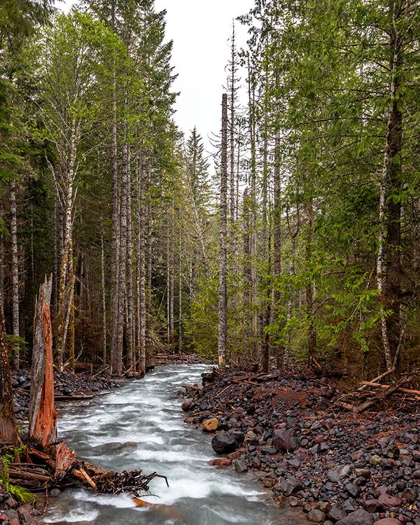 Tall trees and rushing water, Mount Rainier National Park / Rebecca Latson