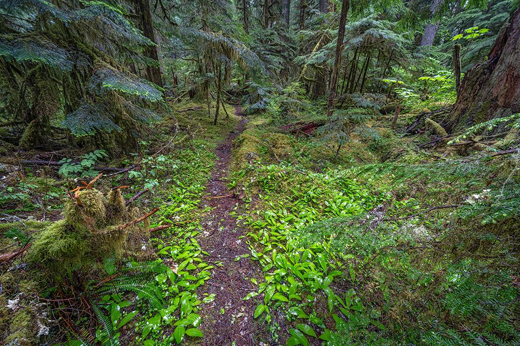 The path into the forest, Mount Rainier National Park / Rebecca Latson