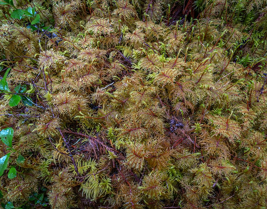 Saturated fronds, Mount Rainier National Park / Rebecca Latson