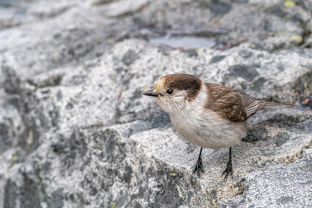 A Canada jay (aka gray jay) posing for the camera, Mount Rainier National Park / Rebecca Latson