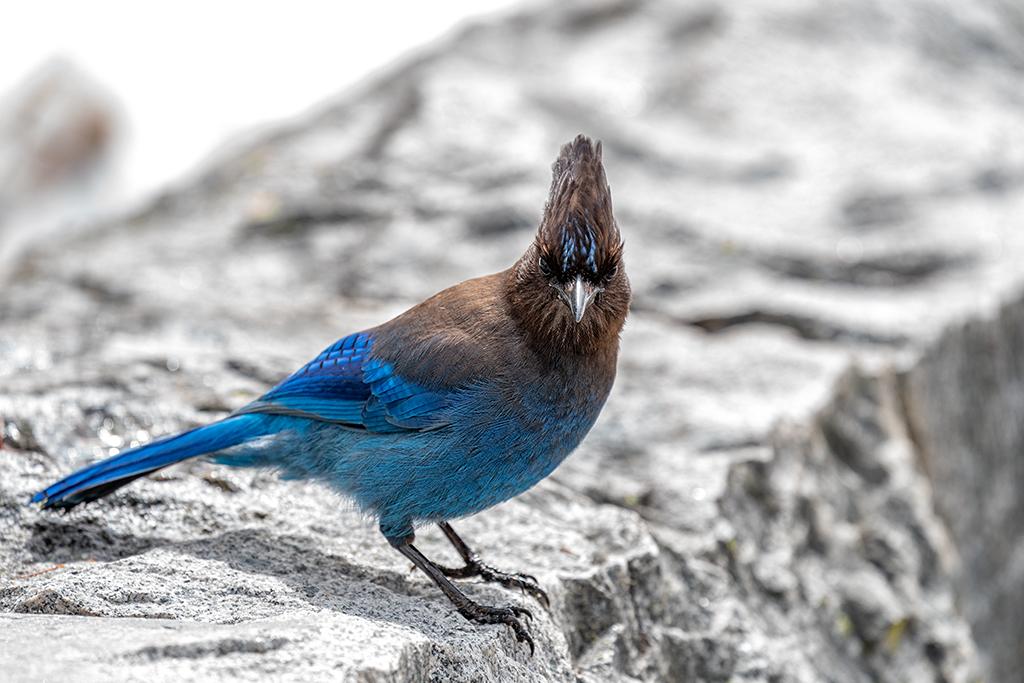 A stellar shot of a Steller's jay, Mount Rainier National Park / Rebecca Latson