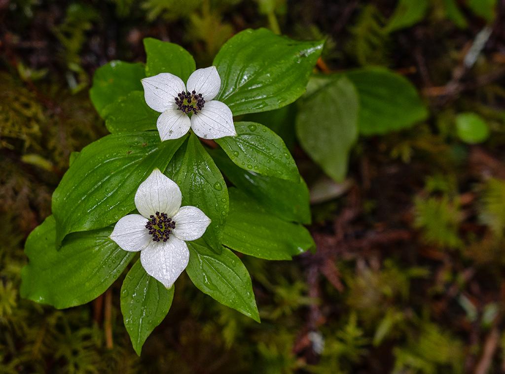 Dwarf dogwood (aka bunchberry), Mount Rainier National Park / Rebecca Latson