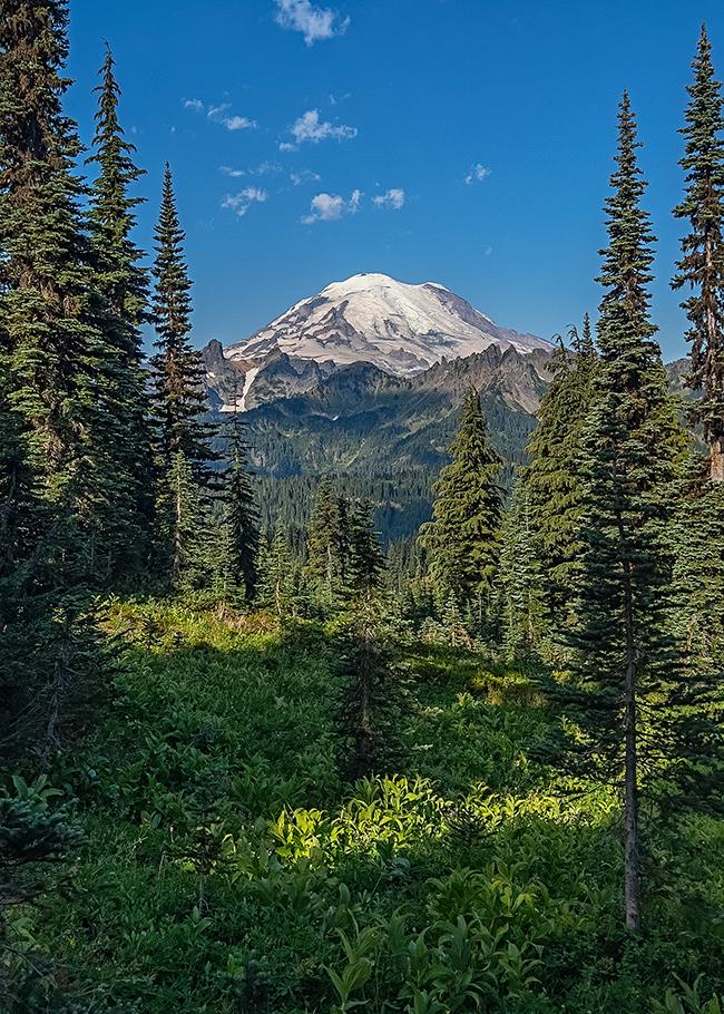 Framing "The Mountain" with tall trees, Mount Rainier National Park / Rebecca Latson