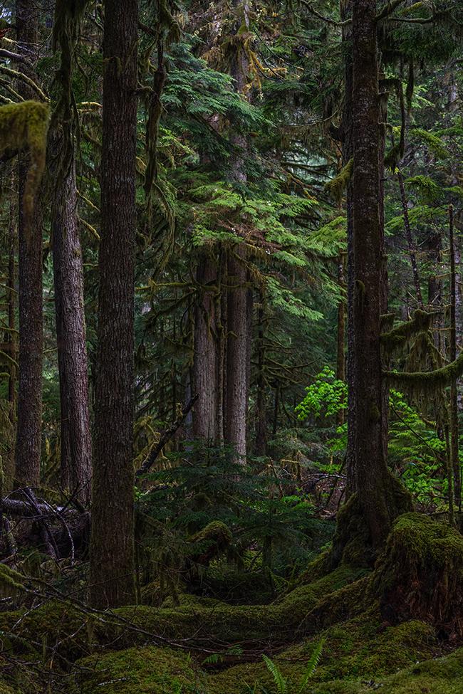 Forest magic, Mount Rainier National Park / Rebecca Latson