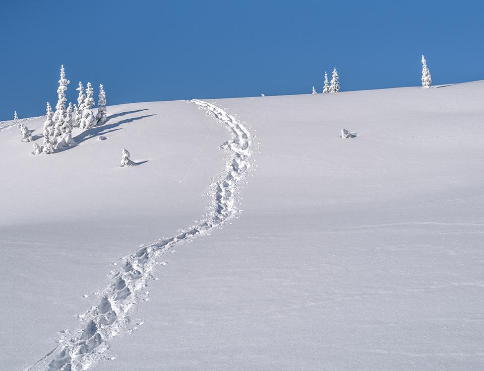 Blue sky and white snow up at Paradise, Mount Rainier National Park / Rebecca Latson