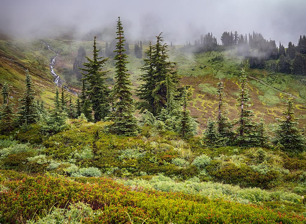 Alta Vista scenery on a misty autumn day, Mount Rainier National Park / Rebecca Latson