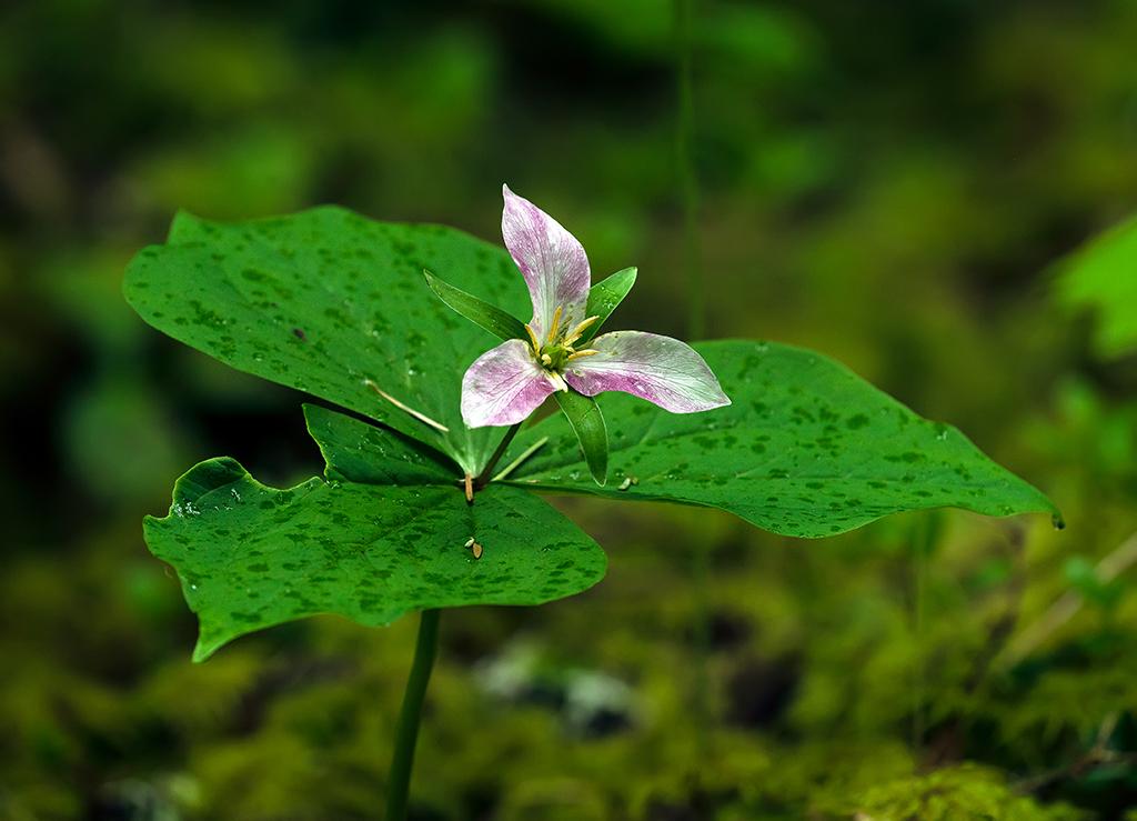 Trillium, Mount Rainier National Park / Rebecca Latson