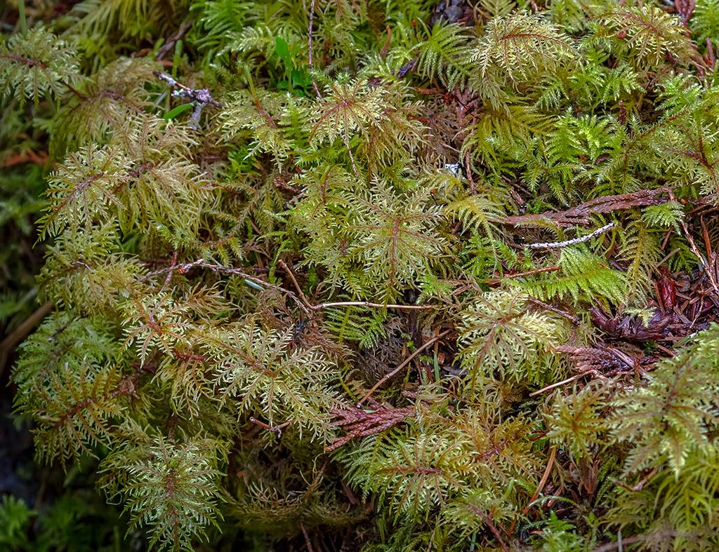 Delicate frills and fronds, Mount Rainier National Park / Rebecca Latson