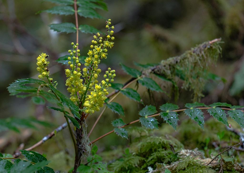 Cascade Oregon grape blooms, Mount Rainier National Park / Rebecca Latson