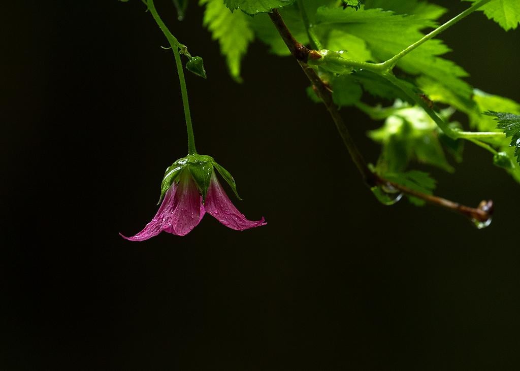 A rain-dappled wildflower, Mount Rainier National Park / Rebecca Latson