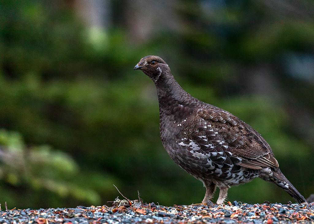 A sooty grouse sighting, Mount Rainier National Park / Rebecca Latson