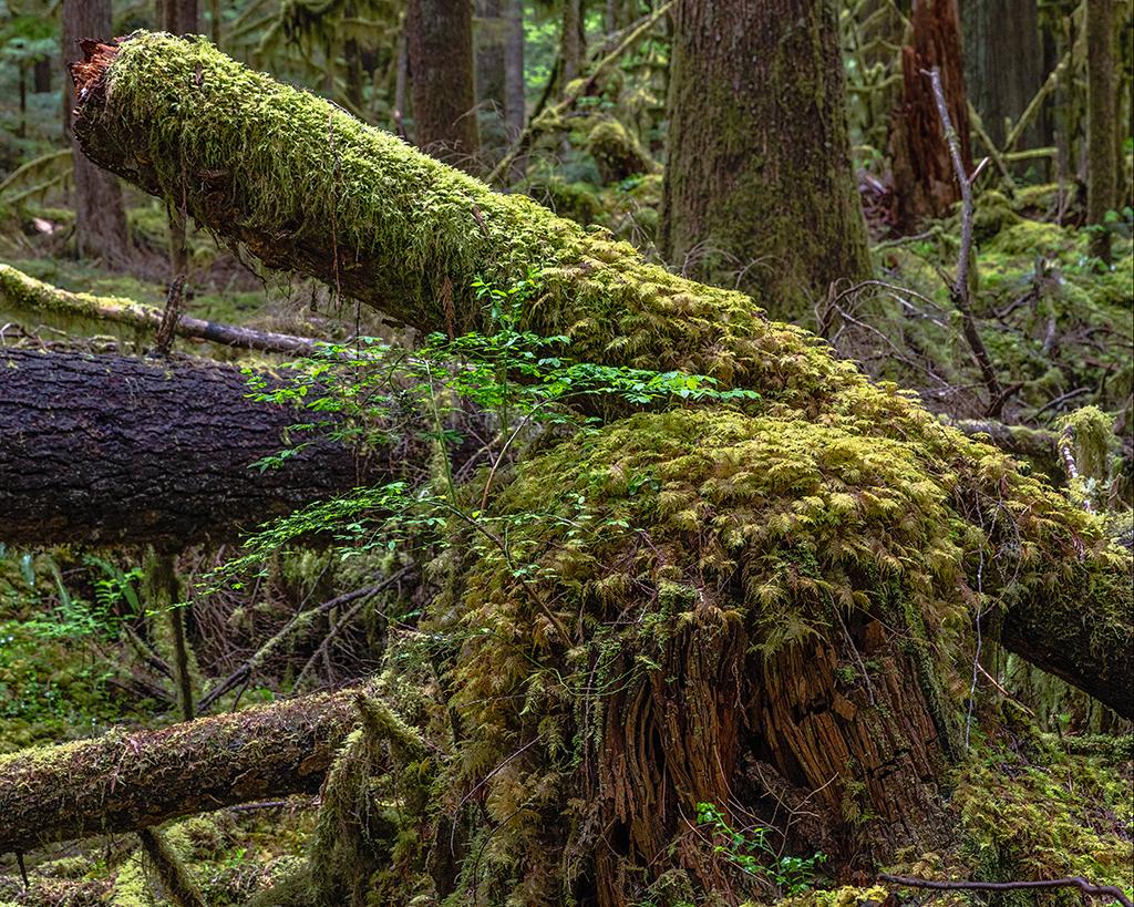 Lowland forest nurse logs, Mount Rainier National Park / Rebecca Latson