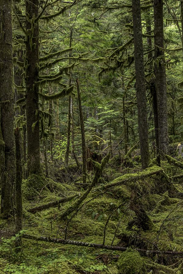 The lowland forest interior, Mount Rainier National Park / Rebecca Latson