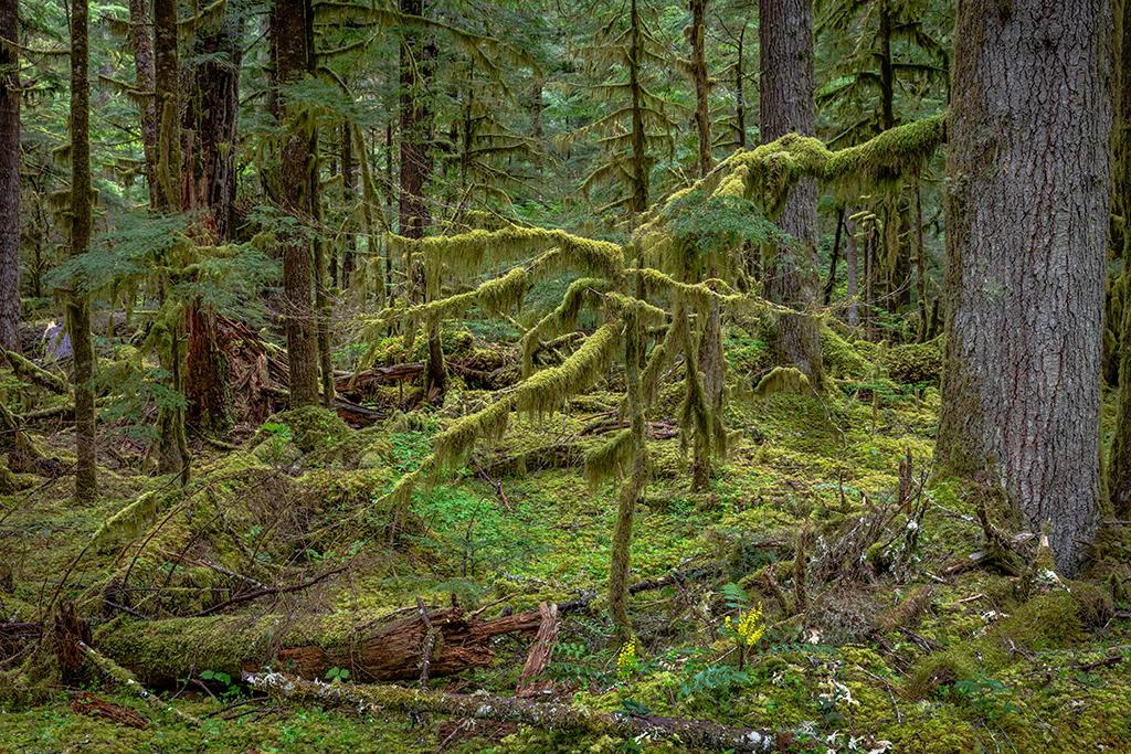 Moss-draped limbs, Mount Rainier National Park / Rebecca Latson