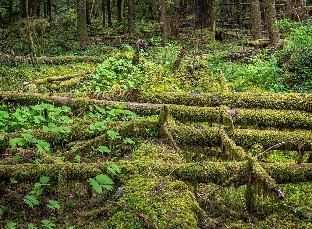 Nurse logs, Mount Rainier National Park / Rebecca Latson