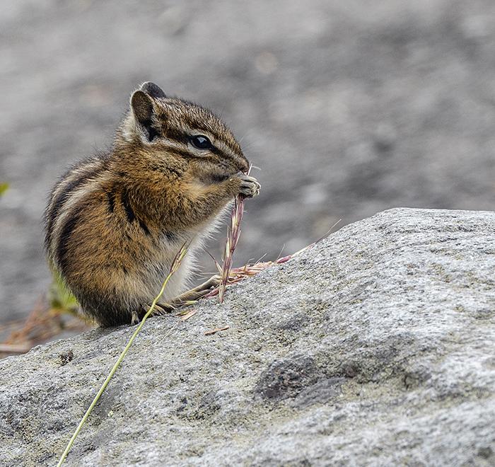 Itty bitty and busy, Mt. Rainier National Park / Rebecca Latson