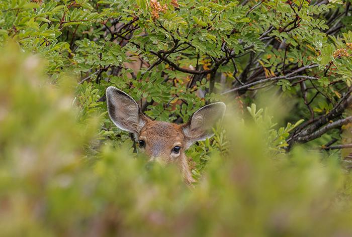 Deer peeking, Mt. Rainier National Park / Rebecca Latson