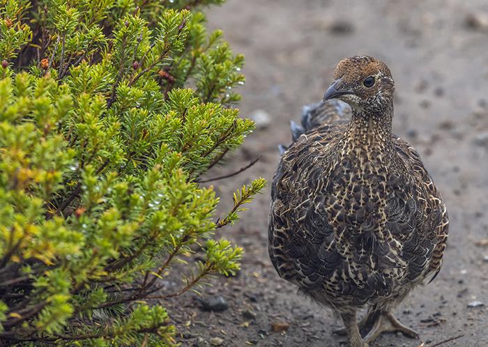 Blue Grouse chick, Mt. Rainier National Park / Rebecca Latson