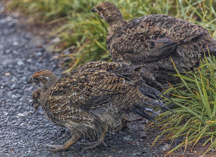 Blue grouse mother and chicks, Mount Rainier National Park / Rebecca Latson