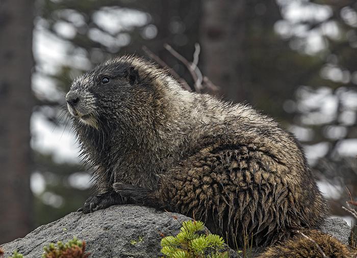 Marmot on Skyline Trail, Mt. Rainier National Park / Rebecca Latson