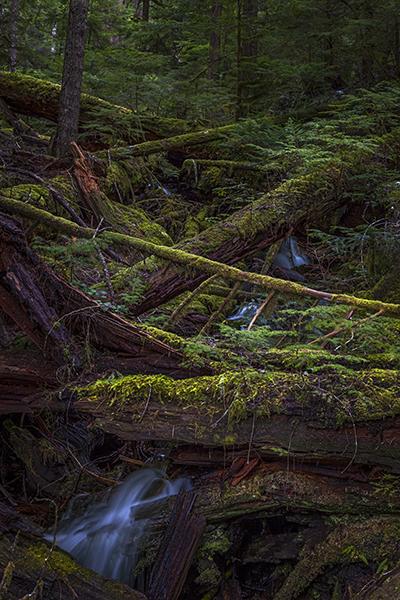 Meltwater falls in the forest, Mt. Rainier National Park / Rebecca Latson