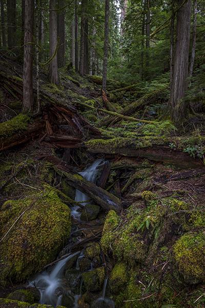 Forest falls, Mt. Rainier National Park / Rebecca Latson