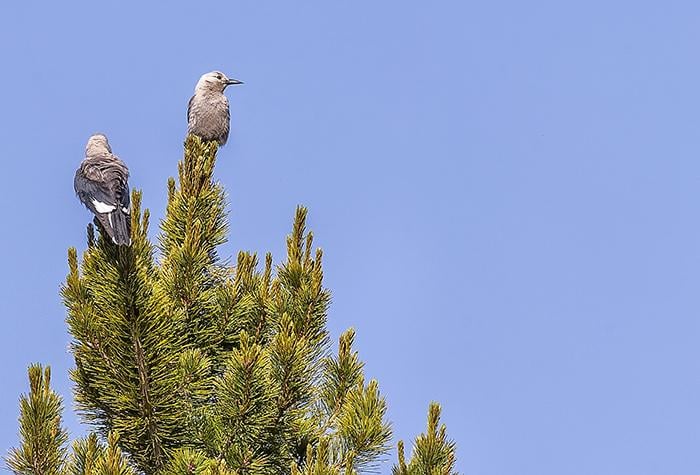 Clark's Nutcrackers, Mount Rainier National Park / Rebecca Latson