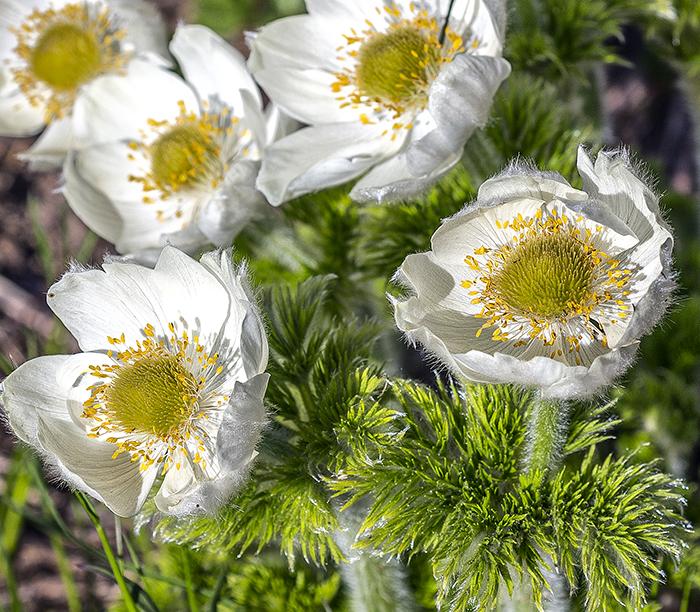 Filling the frame with blooming pasqueflowers Mount Rainier National Park / Rebecca Latson