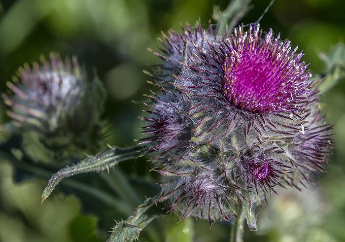 A thistle and the rule of thirds, Mount Rainier National Park / Rebecca Latson