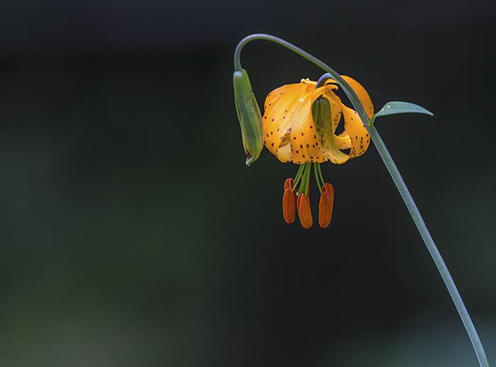 A Tiger Lily image using the Rule of Thirds, Mount Rainier National Park / Rebecca Latson