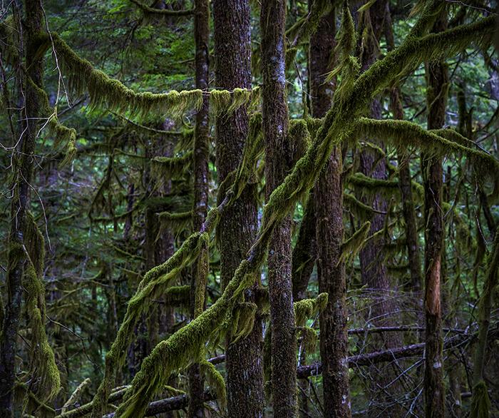 Forest greens and browns, Mt. Rainier National Park / Rebecca Latson