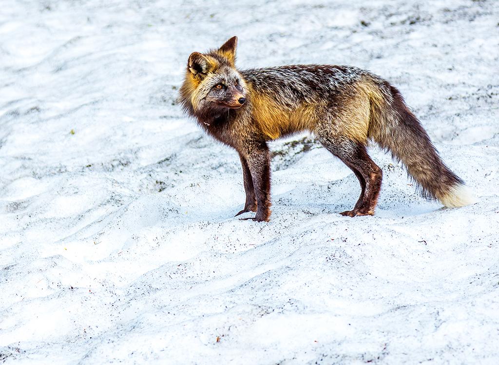 Pretty little fox, Mount Rainier National Park / Rebecca Latson