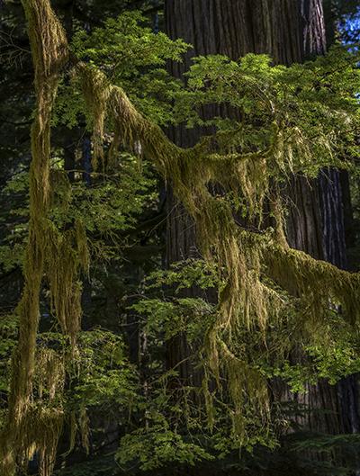 Forest texture, Mount Rainier National Park / Rebecca Latson
