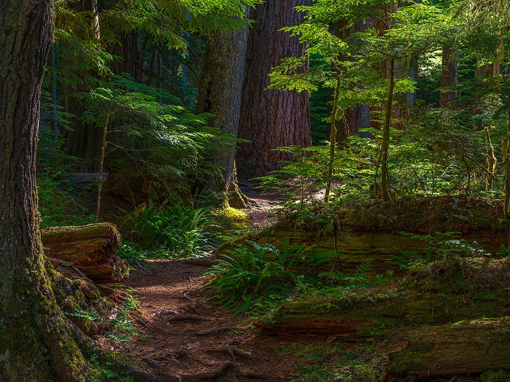 Sun and shadow in the forest interior, Mount Rainier National Park / Rebecca Latson file