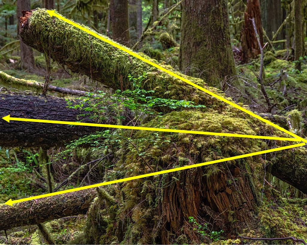 Nurse log angles, Mount Rainier National Park / Rebecca Latson