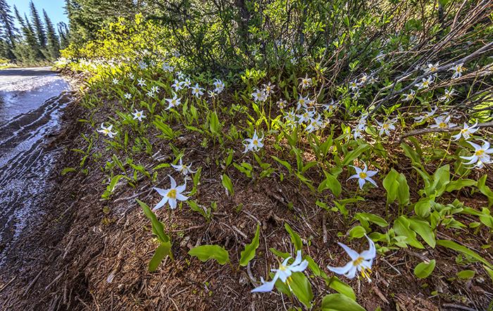 A 14mm perspective of Avalanche Lily Trail in the Paradise area of Mount Rainier National Park / Rebecca Latson
