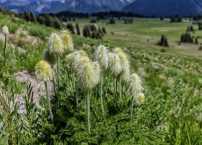 Pasqueflowers in their shaggy stage, Mount Rainier National Park / Rebecca Latson