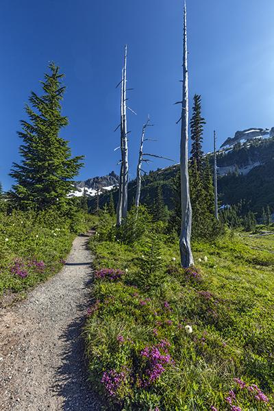 The view along Snow Lake Trail, Mount Rainier National Park / Rebecca Latson