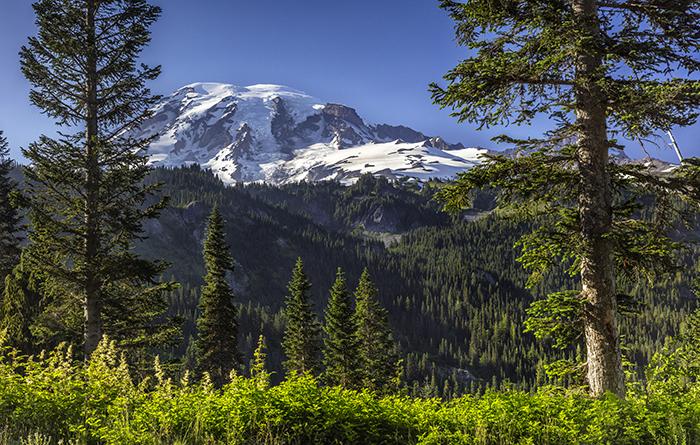 A view of &quot;The Mountain&quot; across the road from the Snow Lake trail head, Mount Rainier National Park / Rebecca Latson